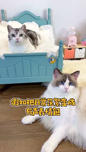 假如把日常花絮变成有声表情包,我一定是姐弟俩的最大黑粉