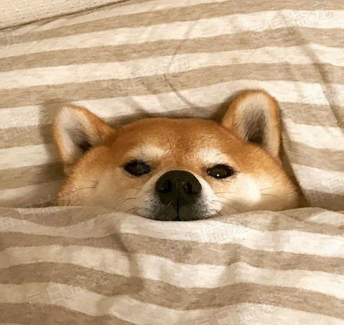 养猫的人vs不养猫的人,区别真的太大了,完全过着不同的人生