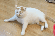 那些年陪伴我们的网红小猫咪楼楼