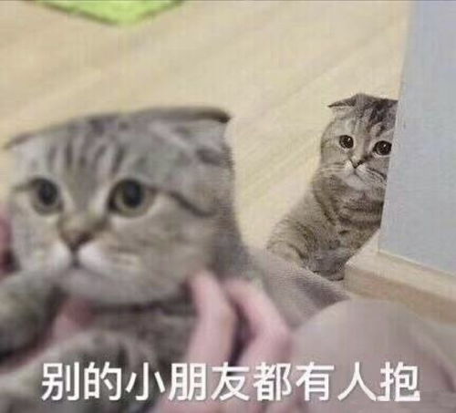 猫咪偷偷抹把泪表情包要抱抱