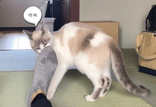 男子伸出大脚丫,猫咪忍不住闻了一下,随后表情令主人笑喷了