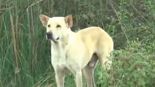 61岁老人跳河救爱犬被淹死,狗狗上岸后悲痛至极,小表情令人心碎