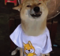 你猜为什么我会有那么多表情包因为我养了一只柴犬