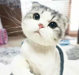 这只猫的各种表情谁有萌萌的小猫图片很想要