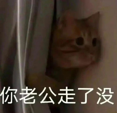 叫老公的表情包乖乖