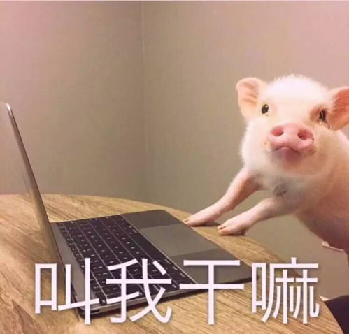 刘阿圆抱着猪的表情包减肥