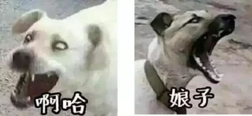 如何给宠物拍出高大上照片