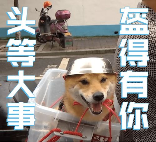笑喷大爷给狗子戴自制头盔,铁帽子汪亮了