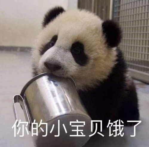 萌宠表情包你的小宝贝有点不知所措