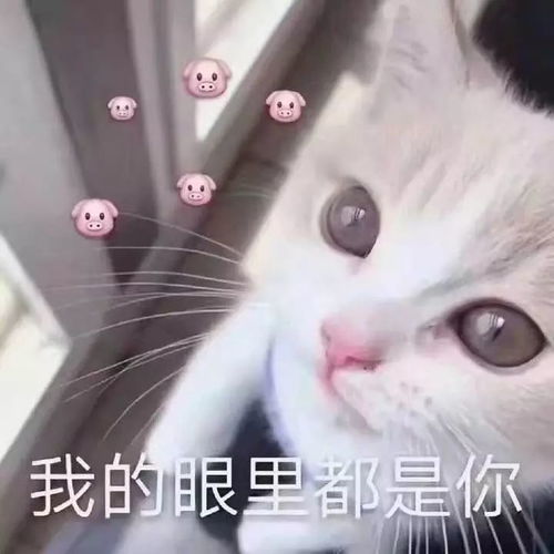 猫叫表情包猫咪