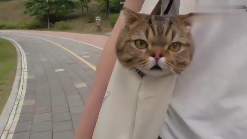 主人带猫咪去公园,猫的表情也太逗了