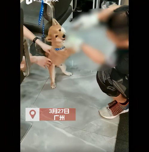 男子持铁钳虐狗拔牙,狗狗表情让人心颤抖,视频流出引起众怒
