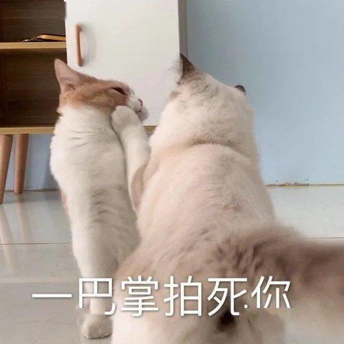 毛小喵家的来福会说英语还会拿捏各种简单语法原来是这样学会的...
