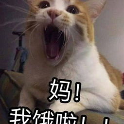 仙女必备猫咪表情包我跟你讲我就是这个表情