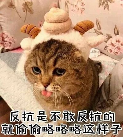 喵喵表情包