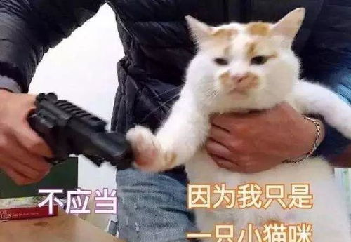 今日猫法无情渣猫骗财骗色,铲屎官们要当心