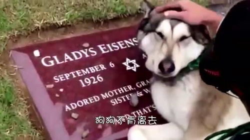 为什么老人说狗狗死后不能埋,有什么原因