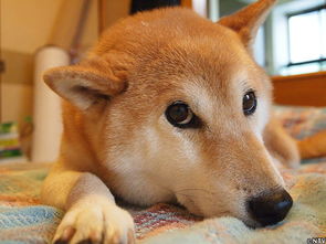 悼念表情包柴犬之前,是不是应该先了解一下事实