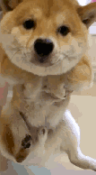 柴犬gif表情包哦,哈哈哈