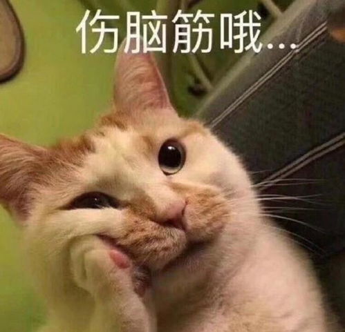肖战发猫咪表情包直言,活在当下不减肥了,借此机会我想说说他