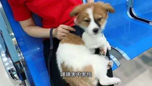 收养的狗狗打针,全程吓得瑟瑟发抖,当针头扎进去那一刻表情亮了