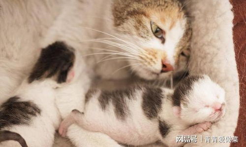 养猫一定记住6不要,过来人劝告,特别伤感情