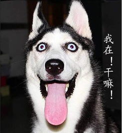 哈士奇微博表情包顺嘴