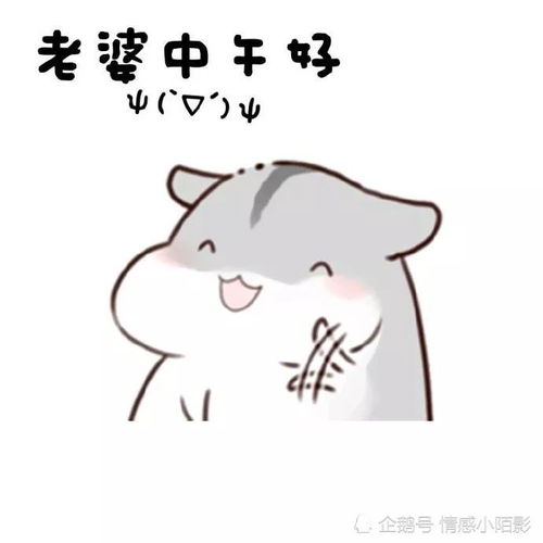 仓鼠表情包我老婆穿什么都好看