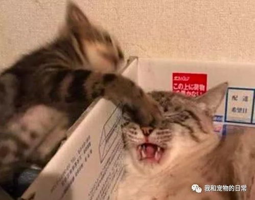 两只猫咪的一场恶战,虎斑猫占得先机,却被花猫一巴掌扇懵了