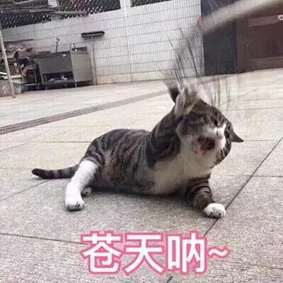 表情包你已经一天没有说爱我了