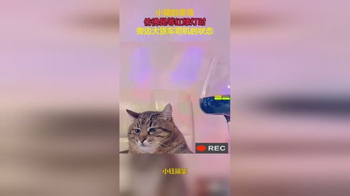 小猫的表情,仿佛是等红绿灯时,旁边大货车司机的状态