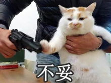 花园猫表情包换头
