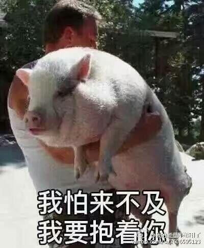 猪表情包搞笑图片