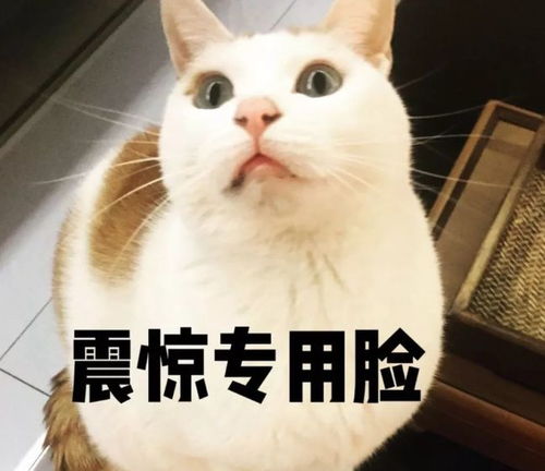 春天来了,一年四季怎么养猫这份秘籍偷偷分享给你