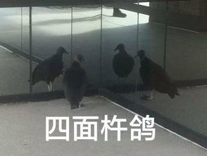 坐等打麻将表情包鸽子