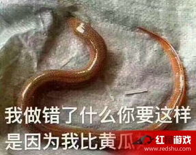 七彩皮皮鳝表情包
