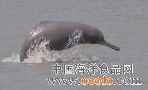 恒河豚揭示了海豚生物声纳进化的起点