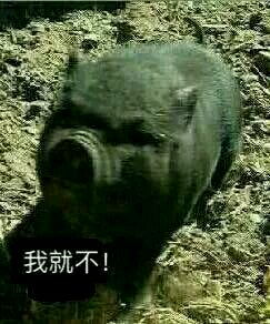 按住躁动的你猪表情包
