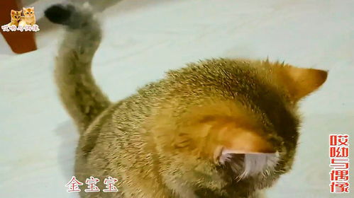 五只小猫第一次吃猫条,抠门儿主人只给喂一根,小猫表情太可怜了