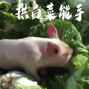 适合表白的表情包