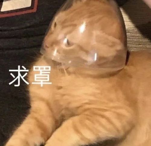 警察和粉丝在场,猥琐男还想强行近身欧阳娜娜她这临场反应真好