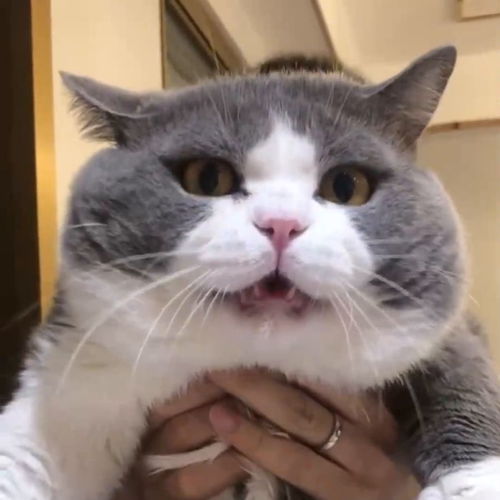 猫咪在厨房翻垃圾,被男友抓获了,还撒娇求原谅