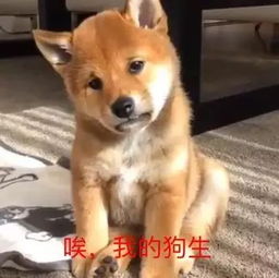 这50个老广经常用的粤语3字词语,解释一下包你秒懂