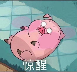 大神们有没有这只猪的表情包