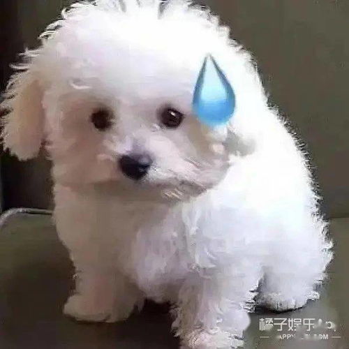 狗暴走表情包狗子