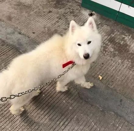 买菜时看到一只脏兮兮的狗狗,买下来之后发现......
