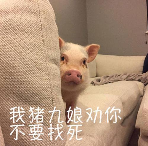 最近很火的小猪表情包我已经是别人的小猪了