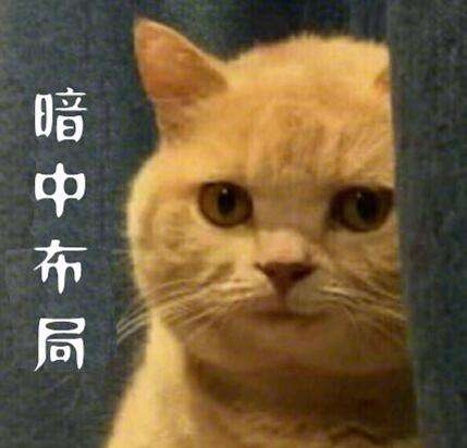 暗中观察什么意思表情猫图片很搞笑