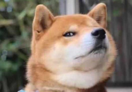 主人为恶搞狗狗,买了一个狗头蛋糕,狗的表情惊呆了