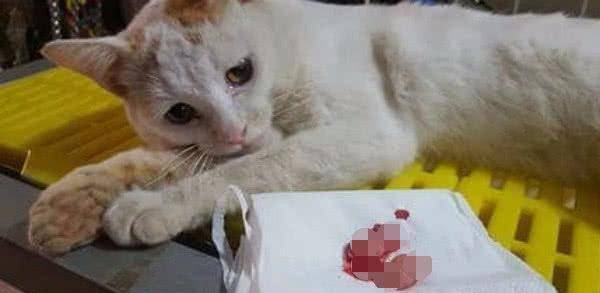 猫皇做绝育看到自己蛋蛋,伤心流下眼泪主人心中愧疚又想笑